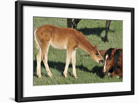 Wildhorses-Gordon Semmens-Framed Photographic Print