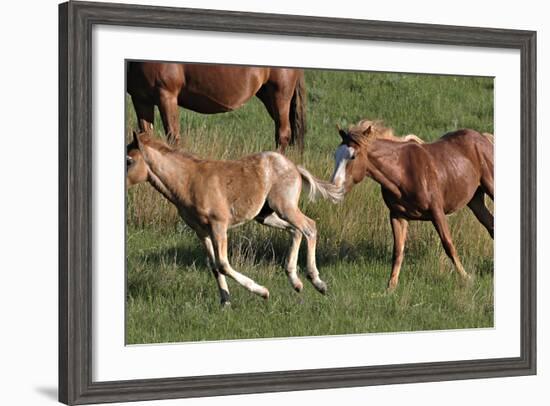 Wildhorses-Gordon Semmens-Framed Photographic Print