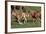 Wildhorses-Gordon Semmens-Framed Photographic Print