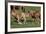 Wildhorses-Gordon Semmens-Framed Photographic Print