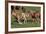 Wildhorses-Gordon Semmens-Framed Photographic Print