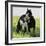 Wildhorses-Gordon Semmens-Framed Photographic Print