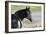 Wildhorses-Gordon Semmens-Framed Photographic Print