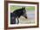 Wildhorses-Gordon Semmens-Framed Photographic Print