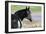 Wildhorses-Gordon Semmens-Framed Photographic Print