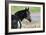 Wildhorses-Gordon Semmens-Framed Photographic Print