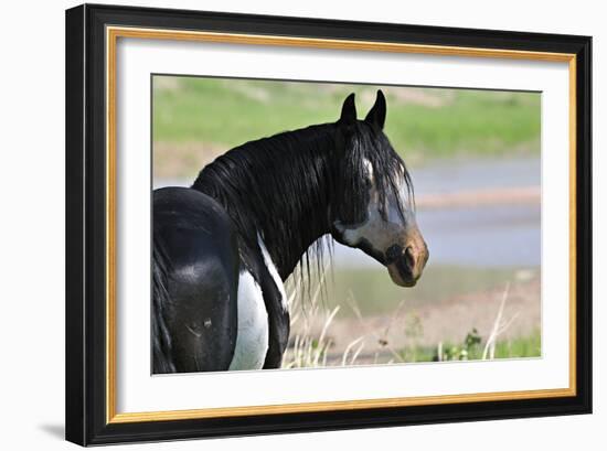 Wildhorses-Gordon Semmens-Framed Photographic Print