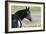 Wildhorses-Gordon Semmens-Framed Photographic Print