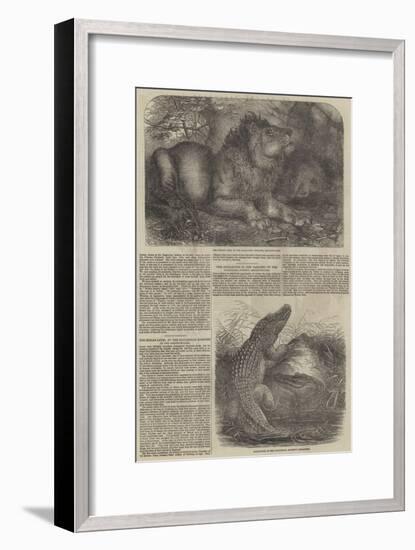 Wildlife at London Zoo-null-Framed Giclee Print