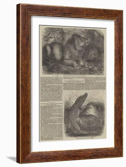 Wildlife at London Zoo-null-Framed Giclee Print