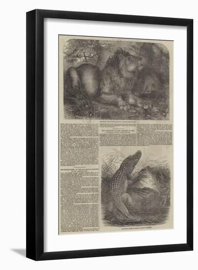 Wildlife at London Zoo-null-Framed Giclee Print