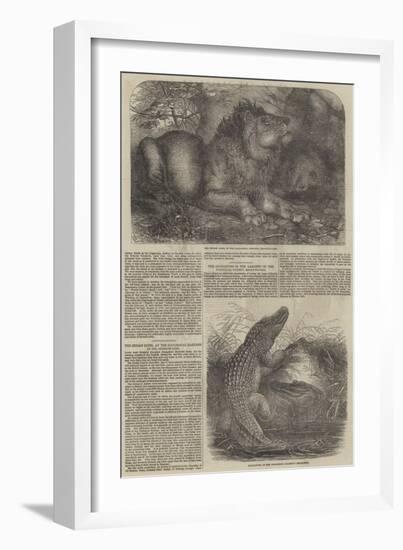 Wildlife at London Zoo-null-Framed Giclee Print