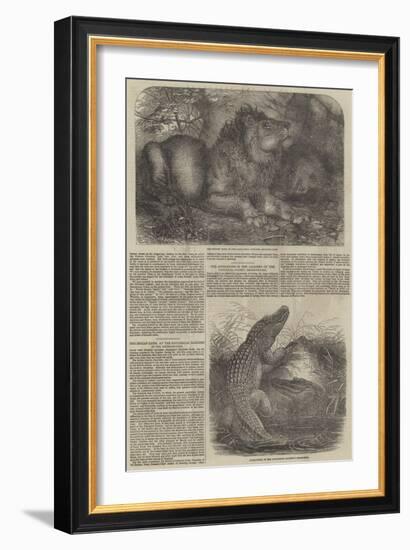 Wildlife at London Zoo-null-Framed Giclee Print