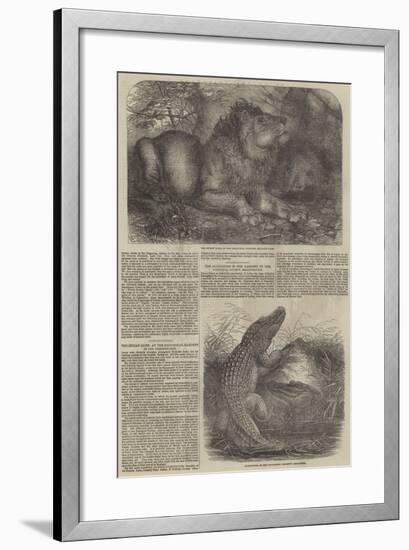 Wildlife at London Zoo-null-Framed Giclee Print