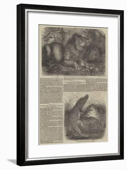 Wildlife at London Zoo-null-Framed Giclee Print