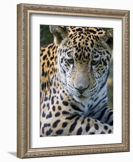 Wildlife in Belize, Jaguar-Jane Sweeney-Framed Photographic Print