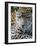 Wildlife in Belize, Jaguar-Jane Sweeney-Framed Photographic Print