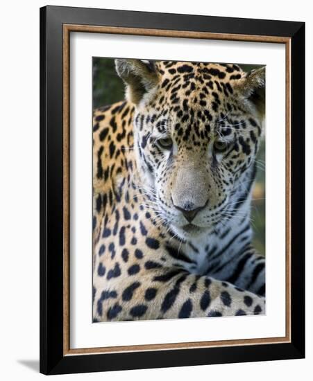 Wildlife in Belize, Jaguar-Jane Sweeney-Framed Photographic Print