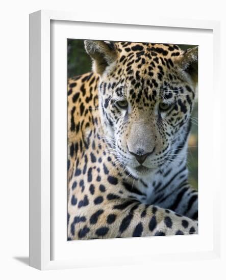 Wildlife in Belize, Jaguar-Jane Sweeney-Framed Photographic Print