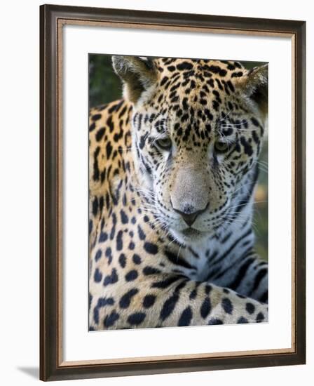 Wildlife in Belize, Jaguar-Jane Sweeney-Framed Photographic Print