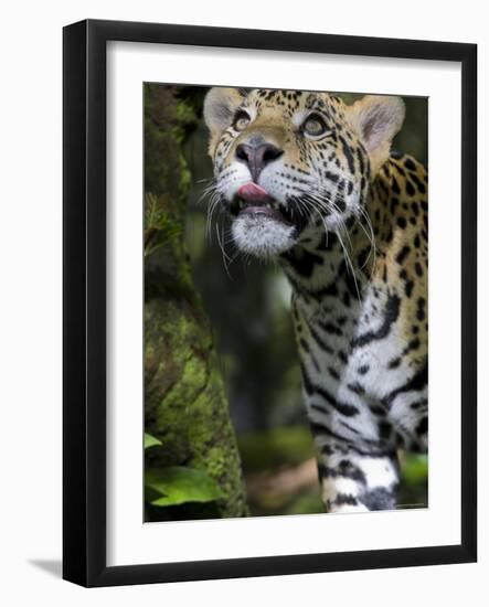 Wildlife in Belize, Jaguar-Jane Sweeney-Framed Photographic Print