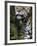 Wildlife in Belize, Jaguar-Jane Sweeney-Framed Photographic Print