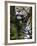 Wildlife in Belize, Jaguar-Jane Sweeney-Framed Photographic Print