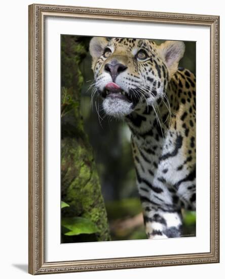 Wildlife in Belize, Jaguar-Jane Sweeney-Framed Photographic Print