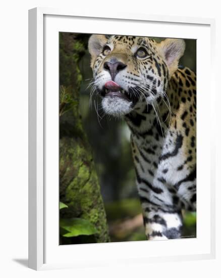 Wildlife in Belize, Jaguar-Jane Sweeney-Framed Photographic Print