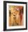 Wildlife Lion-Joadoor-Framed Art Print