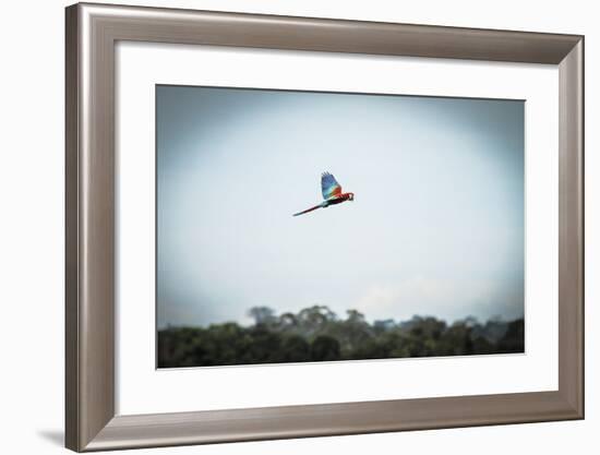 Wildlife of Tambopata, Madre De Dios, Peru-Christian Declercq-Framed Photographic Print