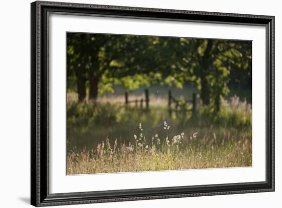 Wildlife Rich Hay Meadow, Early Morning Light in Summer, Lampeter, Wales, UK. June-Ross Hoddinott-Framed Photographic Print