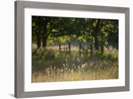 Wildlife Rich Hay Meadow, Early Morning Light in Summer, Lampeter, Wales, UK. June-Ross Hoddinott-Framed Photographic Print