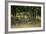 Wildlife Rich Hay Meadow, Early Morning Light in Summer, Lampeter, Wales, UK. June-Ross Hoddinott-Framed Photographic Print