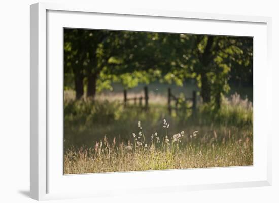 Wildlife Rich Hay Meadow, Early Morning Light in Summer, Lampeter, Wales, UK. June-Ross Hoddinott-Framed Photographic Print