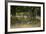 Wildlife Rich Hay Meadow, Early Morning Light in Summer, Lampeter, Wales, UK. June-Ross Hoddinott-Framed Photographic Print