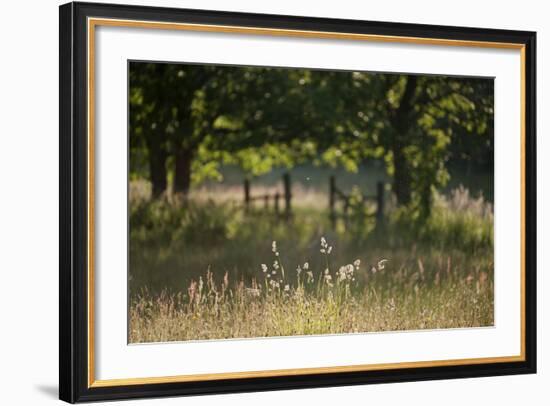 Wildlife Rich Hay Meadow, Early Morning Light in Summer, Lampeter, Wales, UK. June-Ross Hoddinott-Framed Photographic Print