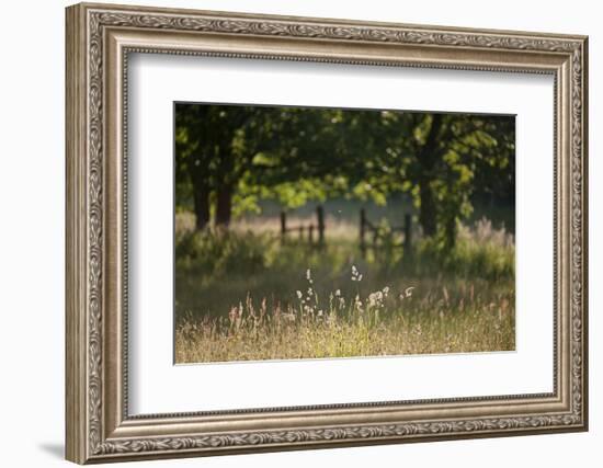 Wildlife Rich Hay Meadow, Early Morning Light in Summer, Lampeter, Wales, UK. June-Ross Hoddinott-Framed Photographic Print