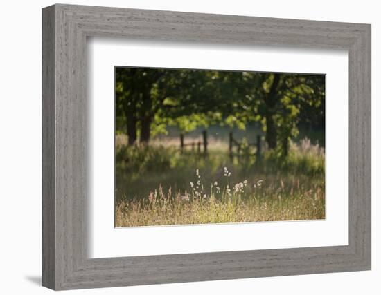 Wildlife Rich Hay Meadow, Early Morning Light in Summer, Lampeter, Wales, UK. June-Ross Hoddinott-Framed Photographic Print