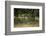 Wildlife Rich Hay Meadow, Early Morning Light in Summer, Lampeter, Wales, UK. June-Ross Hoddinott-Framed Photographic Print