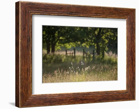 Wildlife Rich Hay Meadow, Early Morning Light in Summer, Lampeter, Wales, UK. June-Ross Hoddinott-Framed Photographic Print