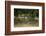 Wildlife Rich Hay Meadow, Early Morning Light in Summer, Lampeter, Wales, UK. June-Ross Hoddinott-Framed Photographic Print