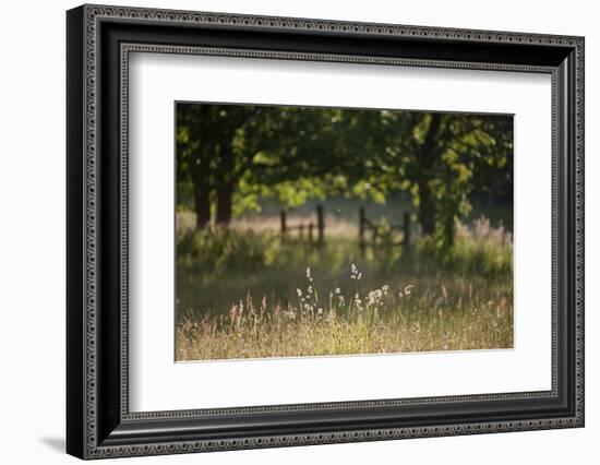 Wildlife Rich Hay Meadow, Early Morning Light in Summer, Lampeter, Wales, UK. June-Ross Hoddinott-Framed Photographic Print