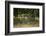 Wildlife Rich Hay Meadow, Early Morning Light in Summer, Lampeter, Wales, UK. June-Ross Hoddinott-Framed Photographic Print