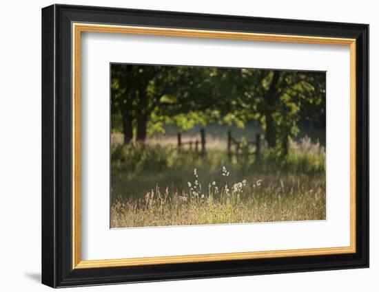 Wildlife Rich Hay Meadow, Early Morning Light in Summer, Lampeter, Wales, UK. June-Ross Hoddinott-Framed Photographic Print