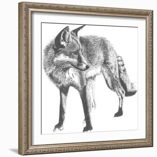 Wildlife Snapshot: Fox-Naomi McCavitt-Framed Art Print