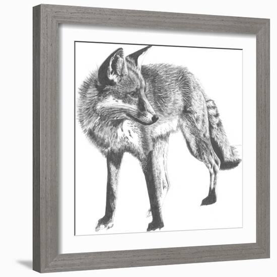 Wildlife Snapshot: Fox-Naomi McCavitt-Framed Art Print