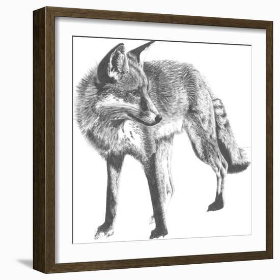 Wildlife Snapshot: Fox-Naomi McCavitt-Framed Art Print