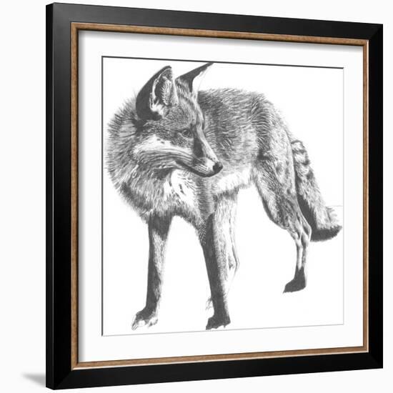 Wildlife Snapshot: Fox-Naomi McCavitt-Framed Art Print