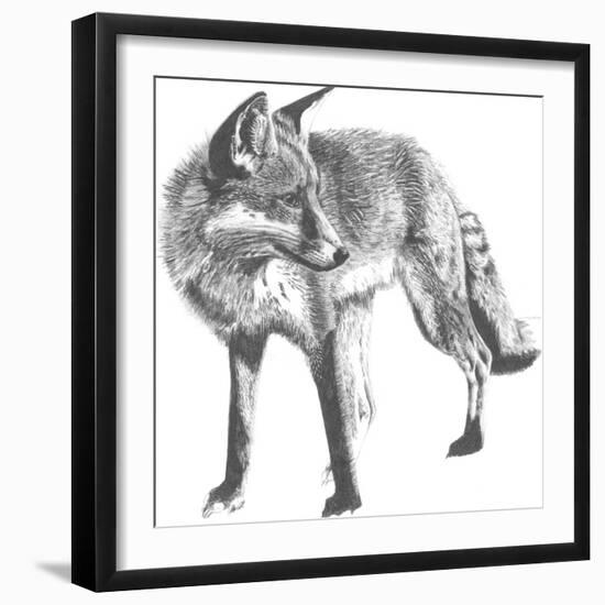 Wildlife Snapshot: Fox-Naomi McCavitt-Framed Art Print